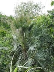 Acoelorraphe wrightii