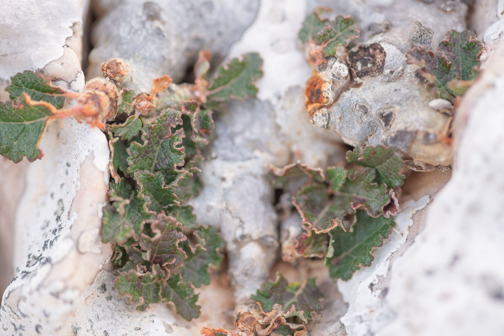 Boswellia hesperia Thulin, M.H.Weber & Rzepecky 2