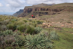 Kniphofia caulescens