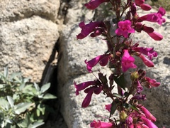 Penstemon clevelandii clevelandii