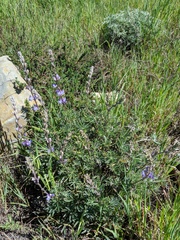 Lupinus excubitus