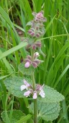 Stachys ajugoides
