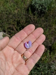 Lupinus excubitus