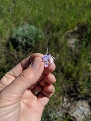 Lupinus excubitus