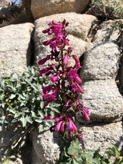 Penstemon clevelandii clevelandii
