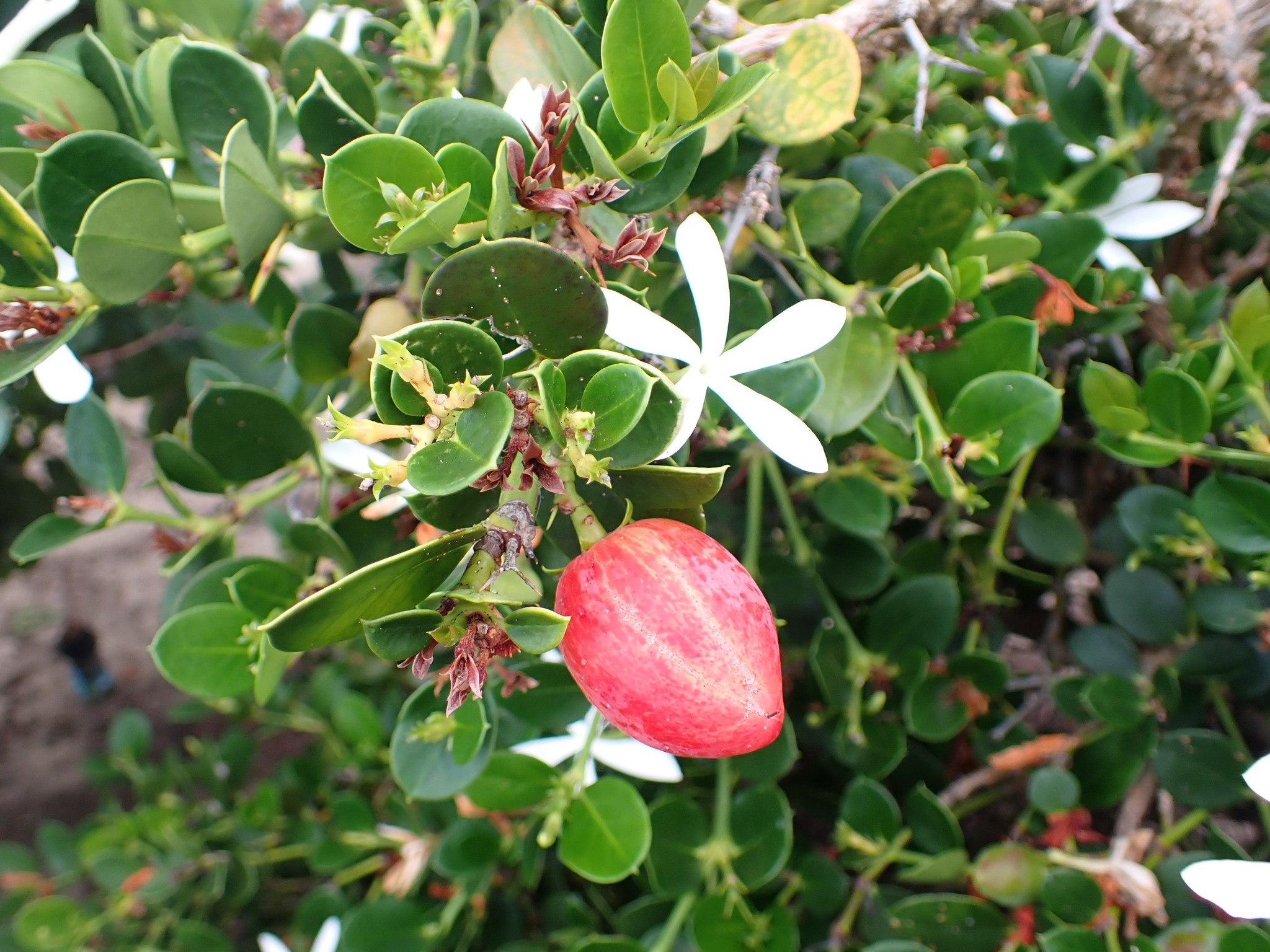 Imagem de Natal-plum