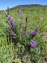 Lupinus excubitus