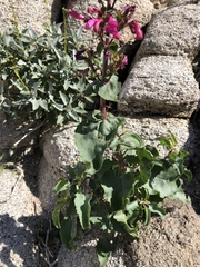 Penstemon clevelandii clevelandii