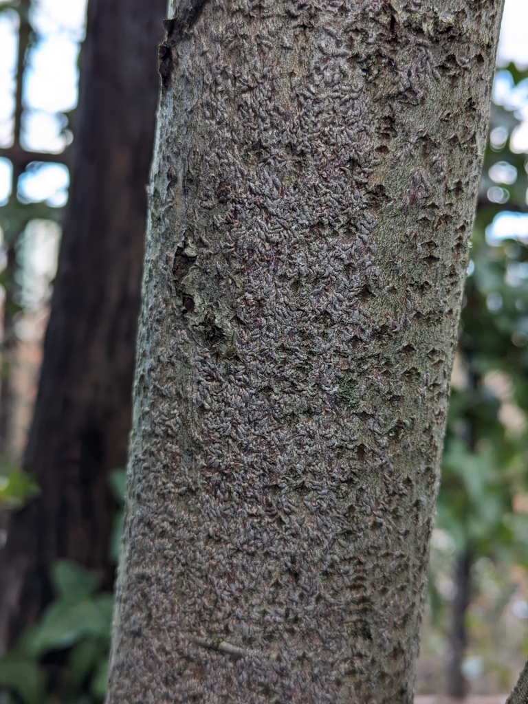 Oystershell Scale from Goose Hollow - Southwest Hills, Portland, OR ...