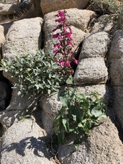 Penstemon clevelandii clevelandii