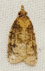 Platynota flavedana