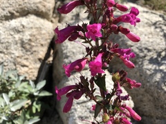 Penstemon clevelandii clevelandii
