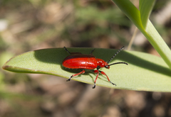 Lilioceris faldermanni