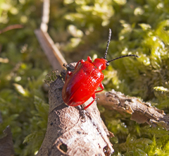 Lilioceris faldermanni