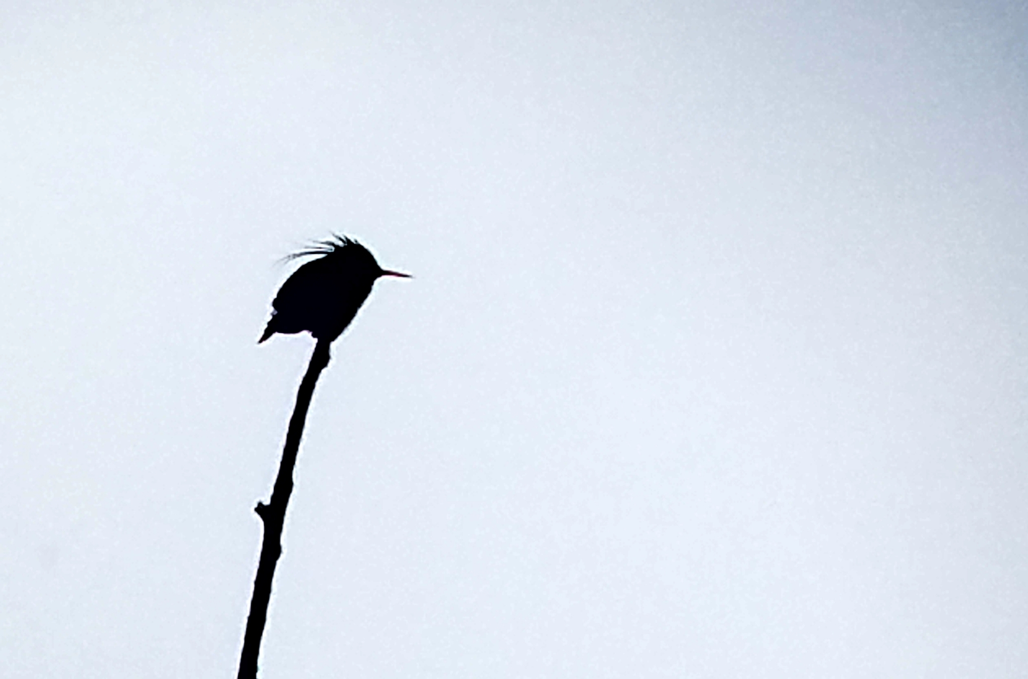 Black-crested Coquette illustration