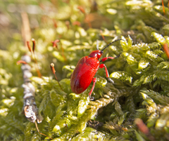 Lilioceris faldermanni