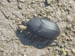 Ablattaria laevigata