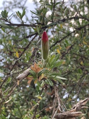 Cantua buxifolia