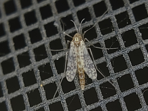 Thienemannimyia barberi photo 3