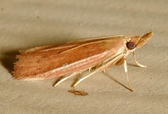 Peoria roseotinctella