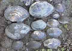 Sinanodonta woodiana