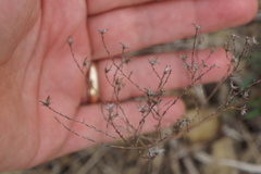 Symphyotrichum depauperatum