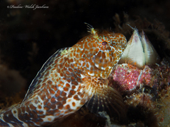 Oyster Blenny photo 5