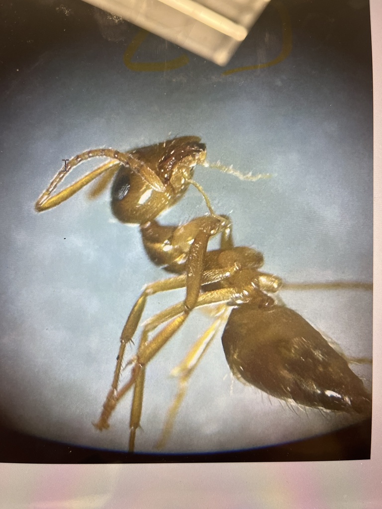 American Winter Ant from Twin Lakes Country Park, Eastchester, NY, US ...
