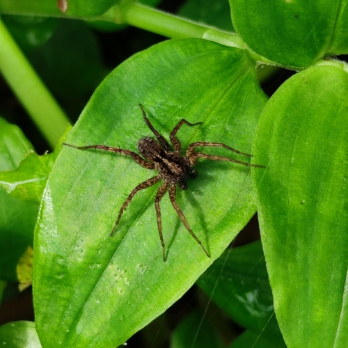 Pardosa acorensis