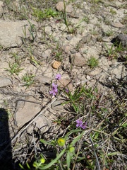 Sibaropsis hammittii