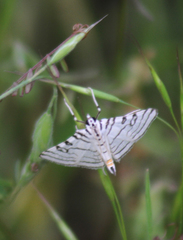 Conchylodes concinnalis