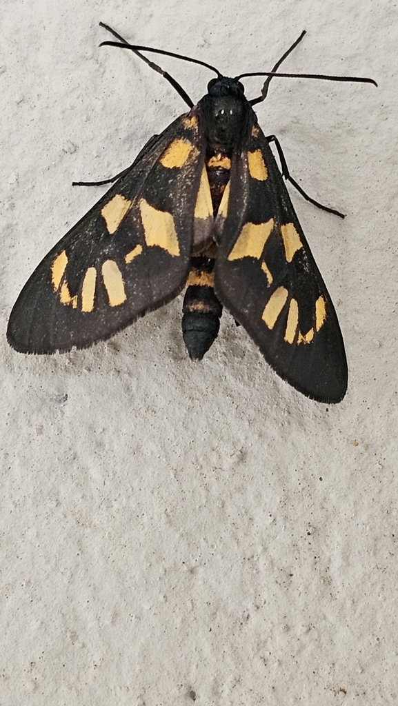 Cacoethes fulvatrum