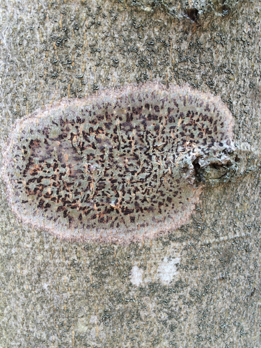 Speckled Blister Lichen