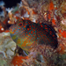 Tessellated Blenny - Photo (c) Pauline Walsh Jacobson, some rights reserved (CC BY), uploaded by Pauline Walsh Jacobson