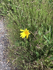 Wyethia angustifolia