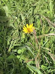 Wyethia angustifolia