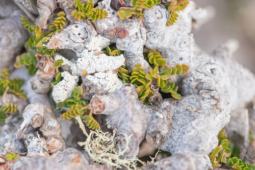 Commiphora planifrons