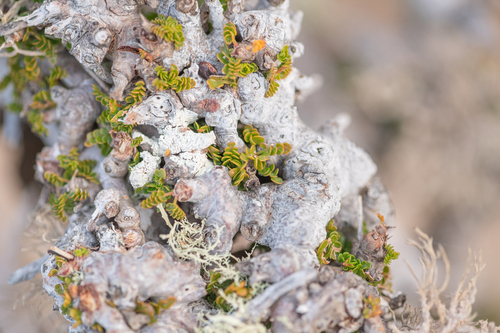 Commiphora planifrons