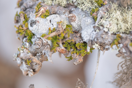 Commiphora planifrons