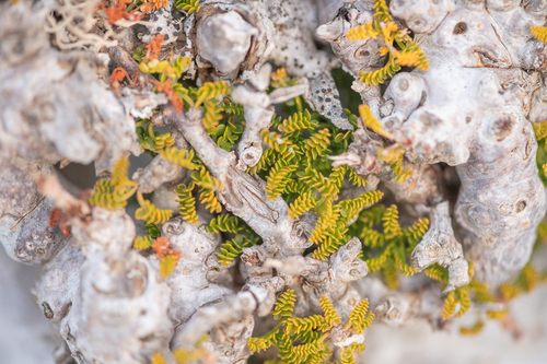 Commiphora planifrons