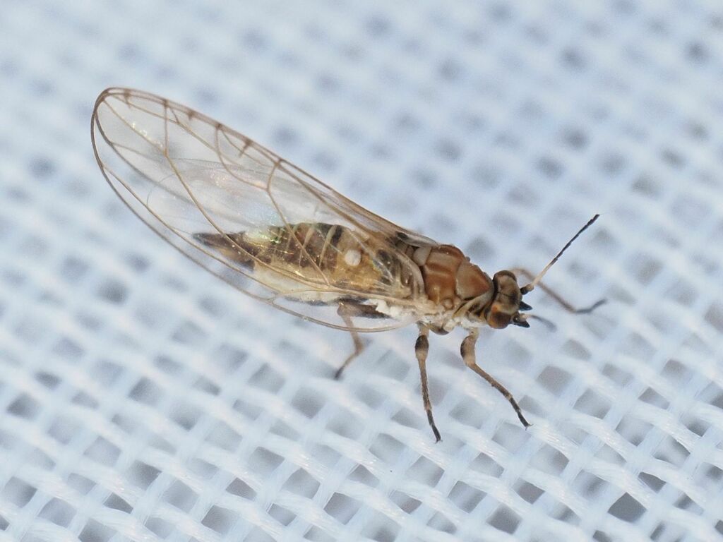 Trioza urticae