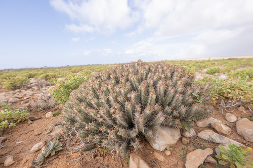 Euphorbia spiralis, photograph 1