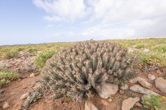 (c) Morten Ross, some rights reserved (CC BY) Euphorbia spiralis, photograph (c) Morten Ross, some rights reserved (CC BY)