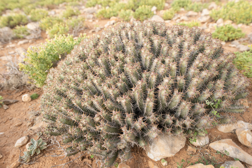 Euphorbia spiralis, photograph 2