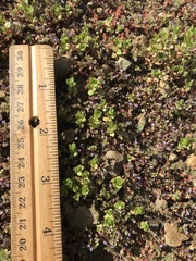 Pogogyne serpylloides