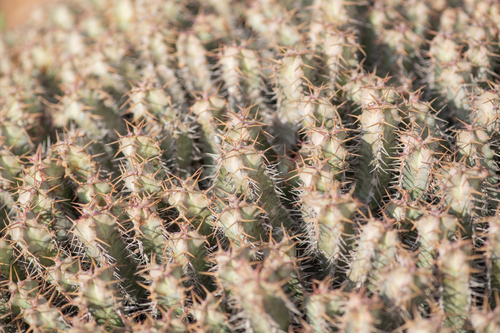Euphorbia spiralis, photograph 3