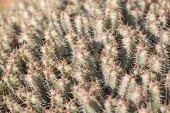(c) Morten Ross, some rights reserved (CC BY) Euphorbia spiralis, photograph (c) Morten Ross, some rights reserved (CC BY)