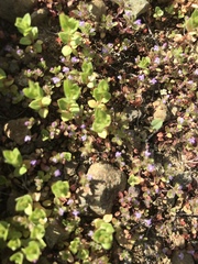 Pogogyne serpylloides