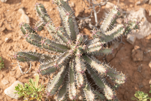 Euphorbia spiralis, photograph 4