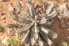 Spiral Spurge (Euphorbia spiralis)